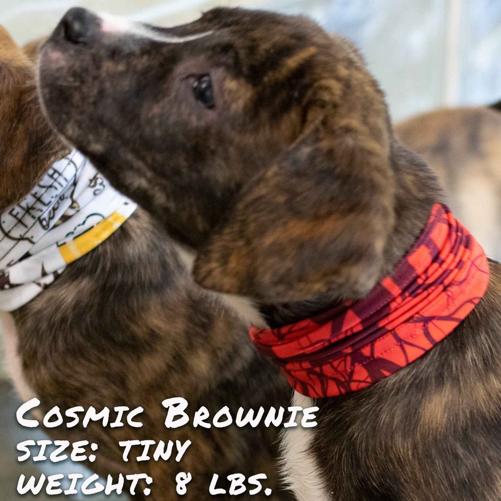Cherry Bomb Pup Scruff